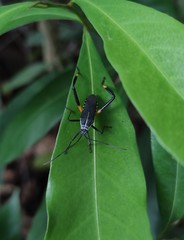 Plaxiscelis semilineata