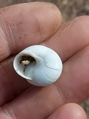 Sphincterochila
