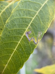 Stigmella longisacca