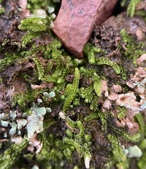 Isopaches bicrenatus