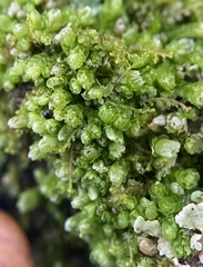 Isopaches bicrenatus