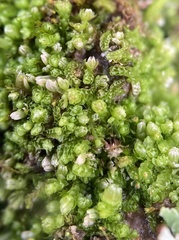 Isopaches bicrenatus