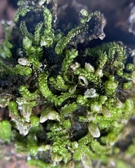 Isopaches bicrenatus