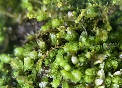 Isopaches bicrenatus