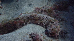 Holothuria arguinensis