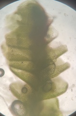 Isopaches bicrenatus