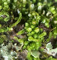 Isopaches bicrenatus