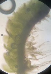 Isopaches bicrenatus