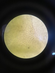 Isopaches bicrenatus