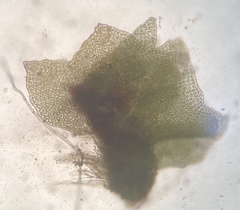 Isopaches bicrenatus