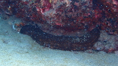 Holothuria arguinensis