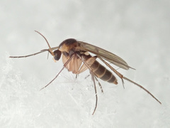 Mycetophila unipunctata