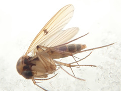 Mycetophila unipunctata