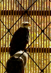 Haliaeetus