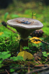 Gomphidius glutinosus