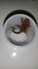 Urocotyledon inexpectata