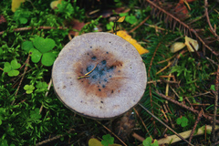 Gomphidius glutinosus