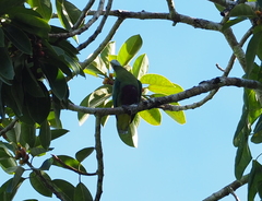 Ptilinopus hyogastrus