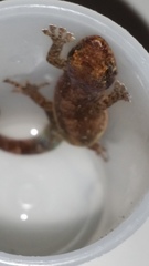 Urocotyledon inexpectata