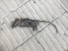 Rattus