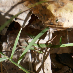 Dichromorpha prominula