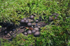 Lycogala epidendrum