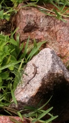 Trachylepis sechellensis