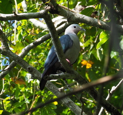 Ducula pistrinaria