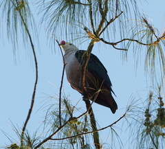 Red-Knobbed Imperial-Pigeon photo 2