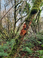 Hypocreopsis rhododendri