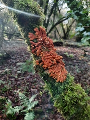 Hypocreopsis rhododendri