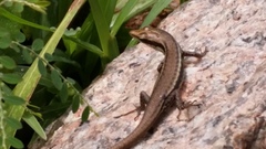 Trachylepis sechellensis