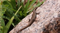 Trachylepis sechellensis