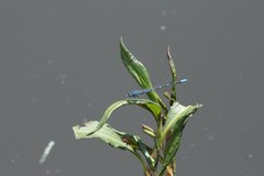 Enallagma praevarum
