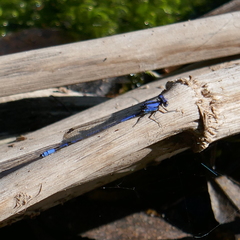 Argia extranea