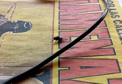 Musca domestica