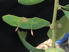 Andricus pedicellatus