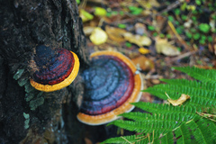Fomitopsis pinicola