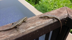 Trachylepis sechellensis