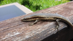 Trachylepis sechellensis