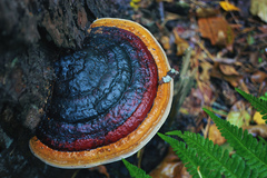Fomitopsis pinicola
