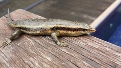 Trachylepis sechellensis