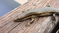 Trachylepis sechellensis