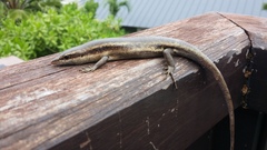 Trachylepis sechellensis