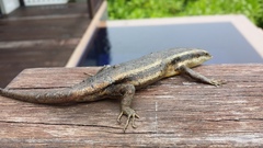 Trachylepis sechellensis