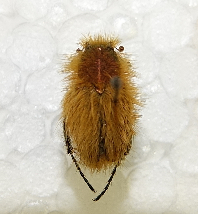 Amphicominae