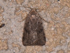 Micrathetis triplex