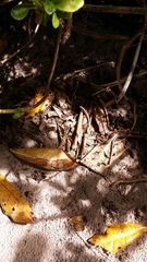 Trachylepis sechellensis