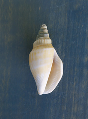 Doxander japonicus