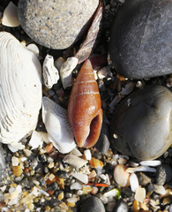Mitrella impolita